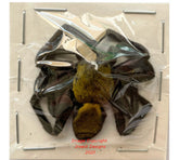 Spider sp.8 (Malaysia)